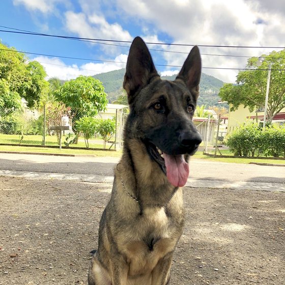 A phone photo of Kaiser, a German Shepherd, sitting on a drive